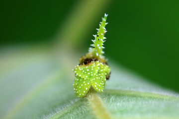 Lepidoptera larvae in the wild, North China