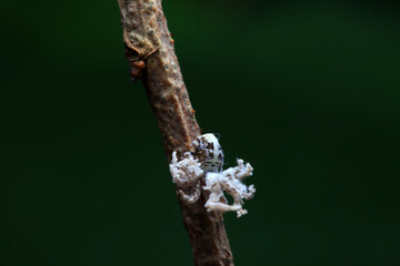 Hemiptera wax Cicadellidae insects on wild plants, North China
