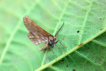Lepidoptera insects in the wild, North China