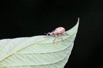 Weevil on wild plants, North China