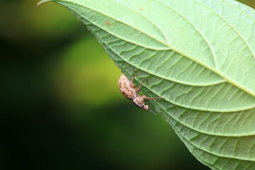 Weevil on wild plants, North China
