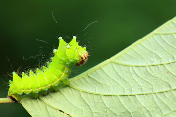 Lepidoptera larvae in the wild, North China