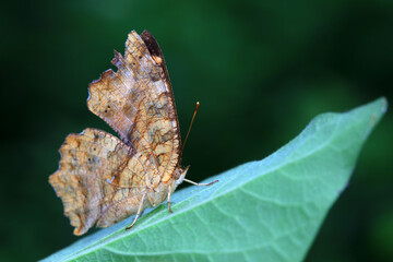 Lepidoptera insects in the wild, North China
