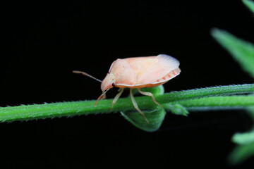 Hemiptera bugs in the wild, North China