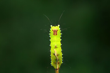 Lepidoptera larvae in the wild, North China