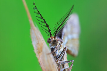 Lepidoptera insects in the wild, North China
