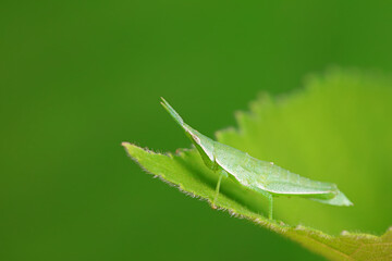 Atractomorpha sinensis in the wild, North China