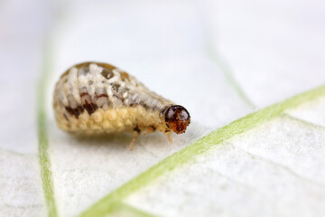 Negative mud beetle, a small beetle in nature, North China