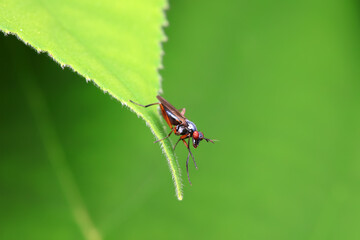Fototapeta premium Flies on wild plants, North China