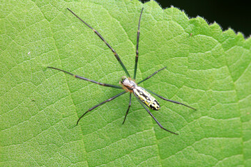 Spiders in the wild, North China
