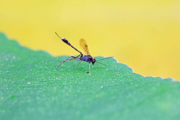 Bee insects in the wild, North China