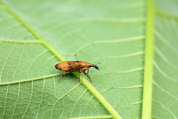 Weevil on wild plants, North China