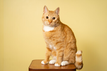 Cute adult red cat with white stripes sits posing on chair in studio against yellow background. Red-haired cat on background of a yellow wall studio shot. Theme pets, love and protection of animals
