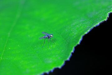 Gadfly on wild plants, North China