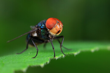 Flies on wild plants, North China