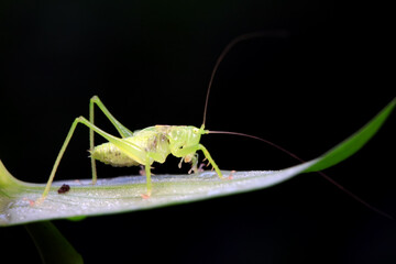 Katydid nymphs in the wild, North China