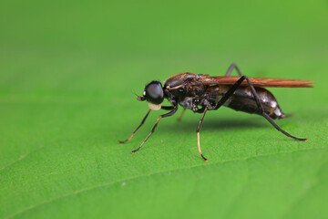 Fototapeta premium Gadfly on wild plants, North China