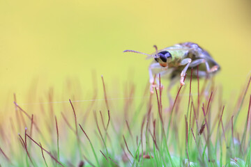 Hispidae family insect crawl on plants, North China