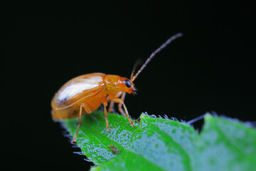 Leaf beetle on wild plants, North China