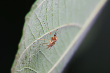 mosquito insect in the wild, North China