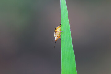 Hemiptera bugs in the wild, North China