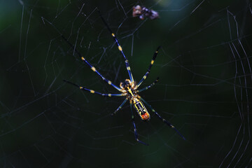 Spiders in the wild, North China