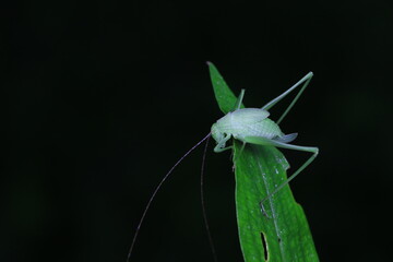Katydid nymphs in the wild, North China