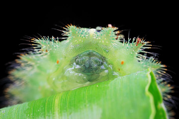 Lepidoptera larvae in the wild, North China