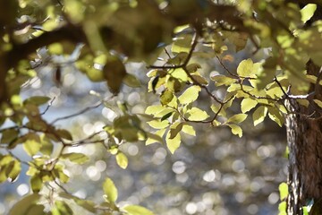 yellow leaves on a tree