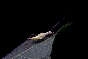 Tree cricket on wild plants, North China