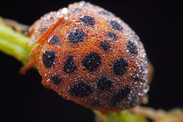 Ladybugs on wild plants, North China