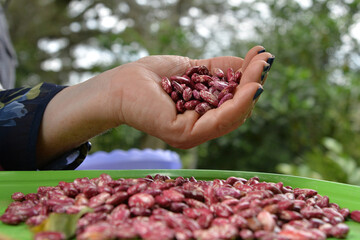 Red beans in the hand of an adult woman. Natural background. holding red beans.