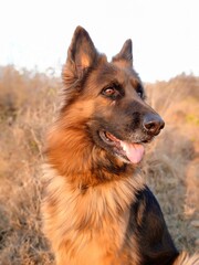Portrait of german shepherd dog sitting actively in the forest. Female german shepherd with aggressive look.