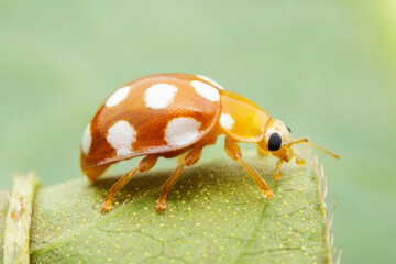 Obraz premium Ladybugs on wild plants, North China