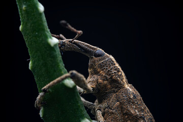 Weevil on wild plants, North China