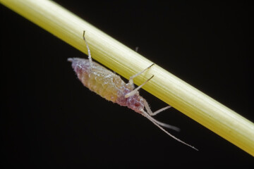 Aphids in the wild, North China
