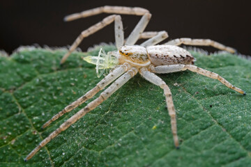 Spiders in the wild, North China