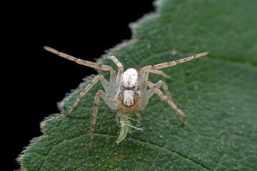 Spiders in the wild, North China