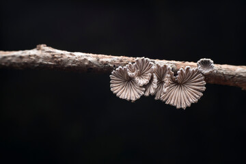 Cleft wrinkle fungus, a wild fungus, North China