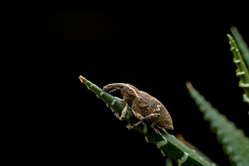 Weevil on wild plants, North China