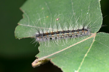 Lepidoptera larvae in the wild, North China