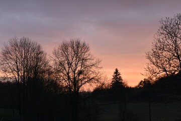 sunset in the forest