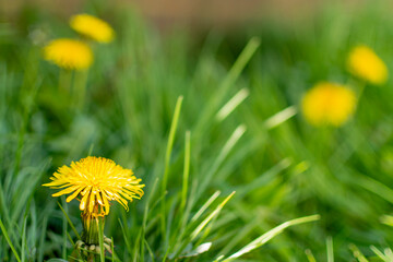 yellow dandelions in the grass