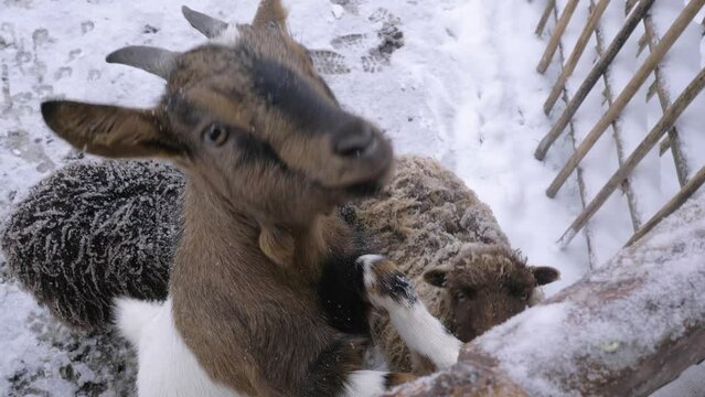 Close up of goat and sheeps hand fed vegetables in the snowy winter farm
