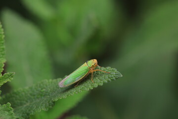 Leaf cicada on wild plants, North China