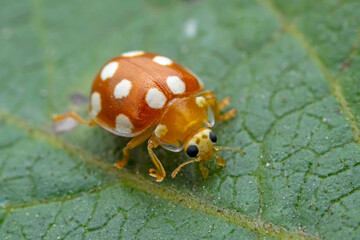 Ladybugs on wild plants, North China