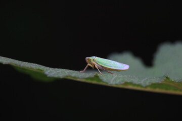 Leaf cicada on wild plants, North China