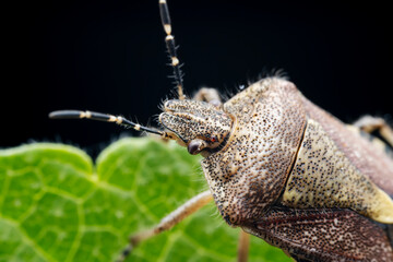Stink bugs inhabit leaves in the wild, North China