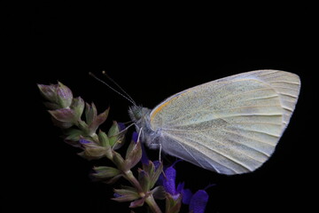 Lepidoptera insects in the wild, North China