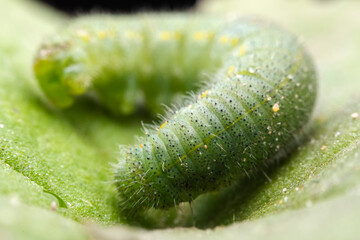 Lepidoptera larvae in the wild, North China